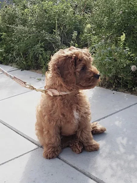 Ogrlica za psa OYOY Perry Dog Collar M